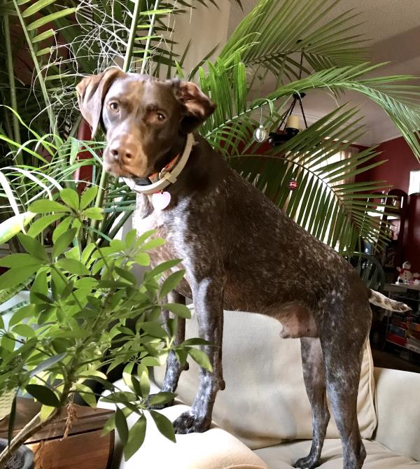 /images/uploads/southeast german shorthaired pointer rescue/segspcalendarcontest2021/entries/21913thumb.jpg